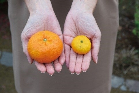 左：温州みかん　右：福来みかん