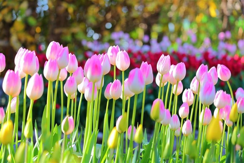江の島サムエル・コッキング苑 の冬の風物詩「ウィンターチューリップ」が最後の開花
