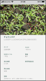 詳細情報　（雑草の特徴説明など）