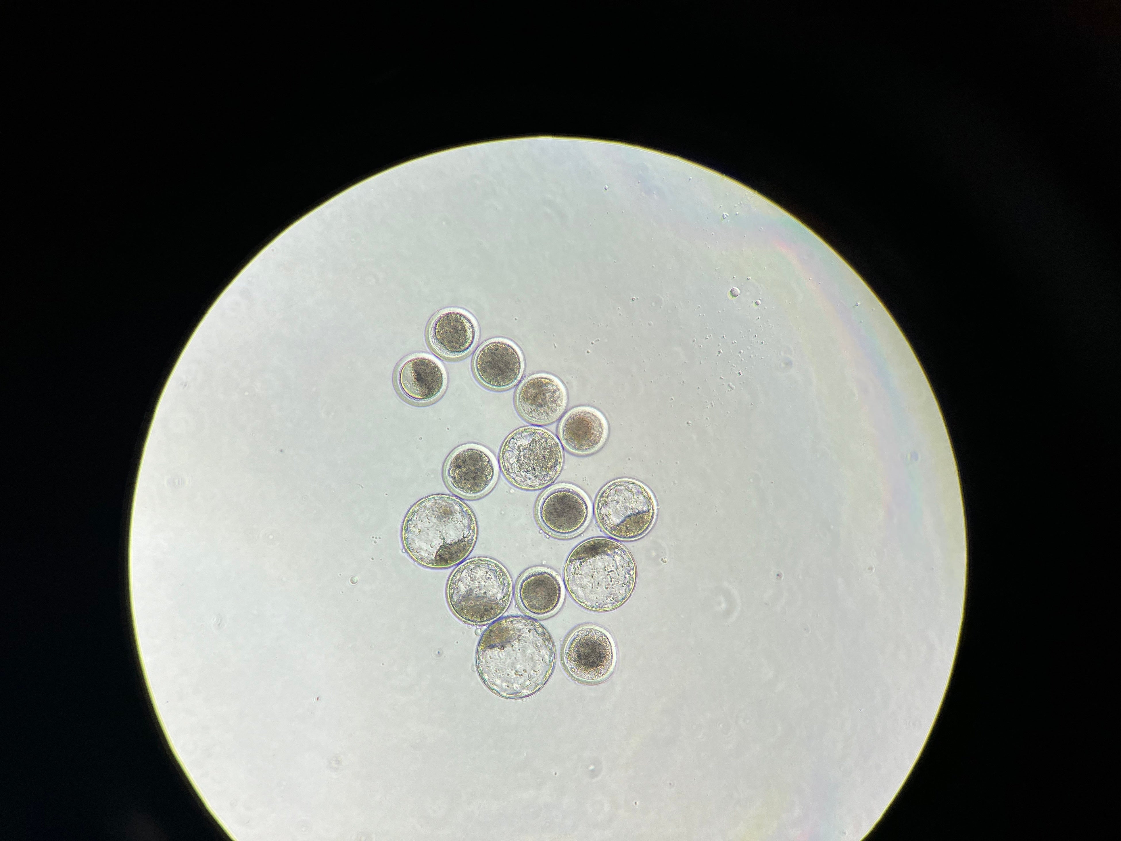 当社で培養した体外受精卵