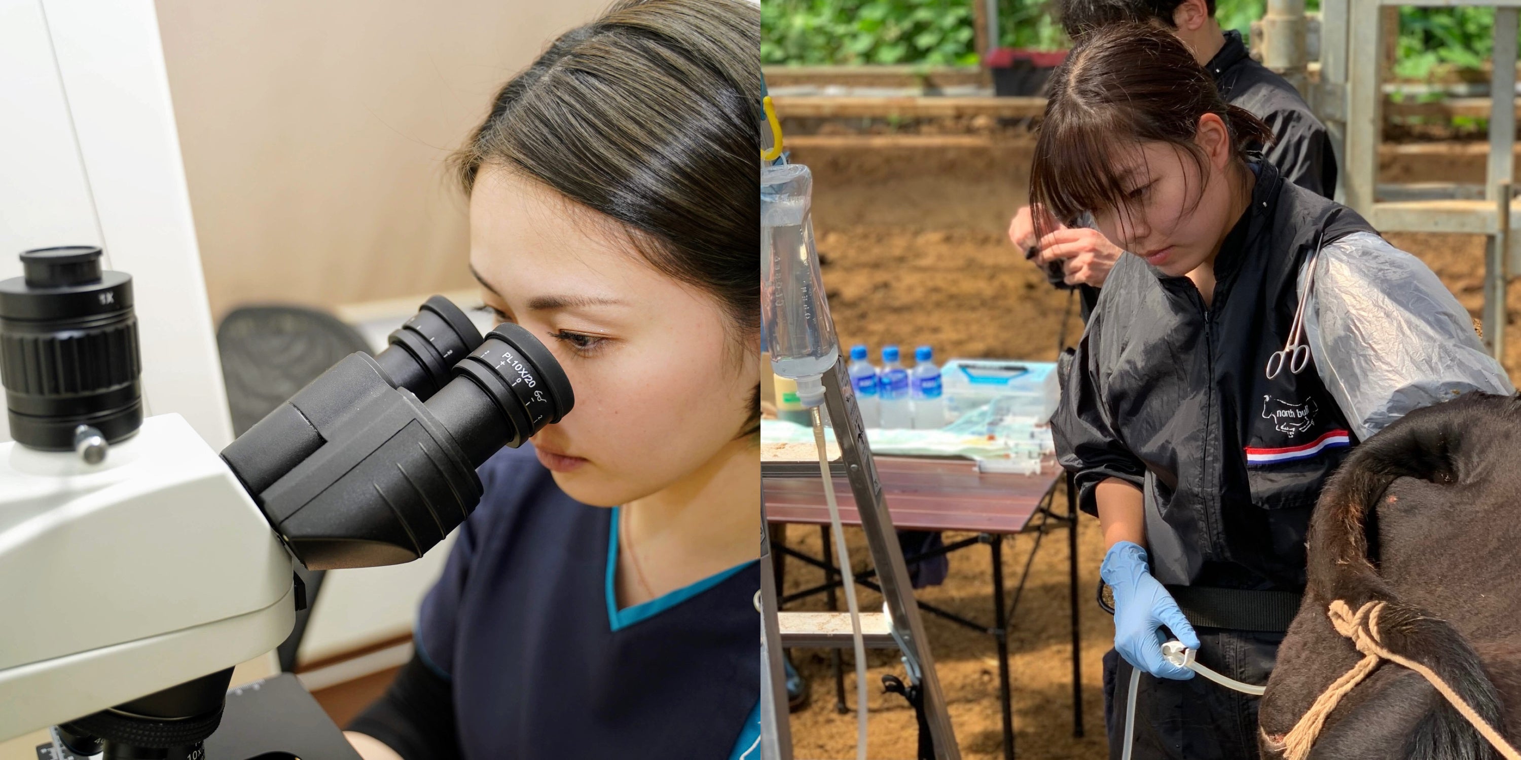 左）培養士が顕微鏡で受精卵を確認しているところ　右）獣医師が和牛の体内から受精卵を回収（採卵）しているところ