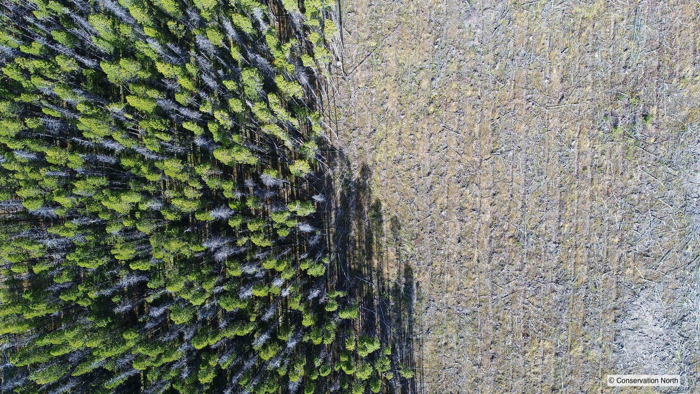 木質ペレット生産のために皆伐されたカナダの森林（写真 Conservation North)