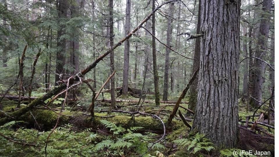 伐採の危機にさらされるカナダ・ブリティッシュコロンビア州の原生林