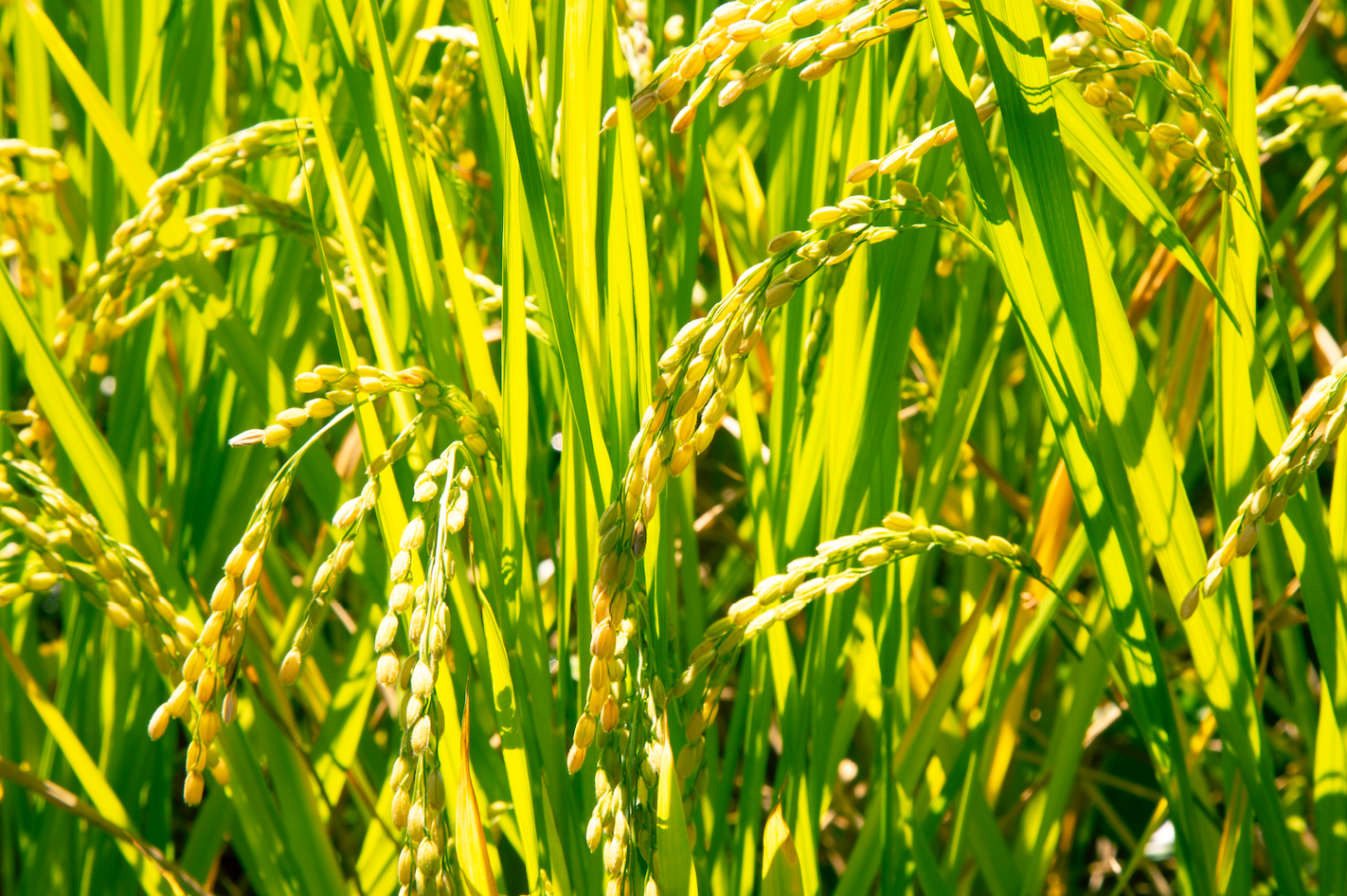 全量契約栽培米の山田錦