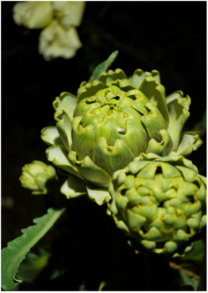 Artichoke 2021 archival pigment print