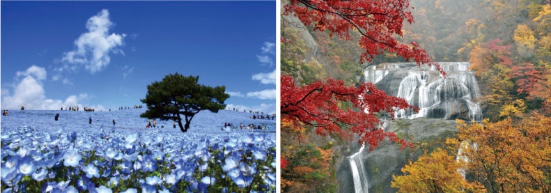 茨城県の観光名所　ひたち海浜公園ネモフィラ／日本三名瀑 袋田の滝