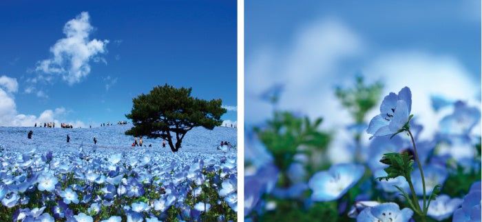 「観光いばらきフォトライブラリー」より