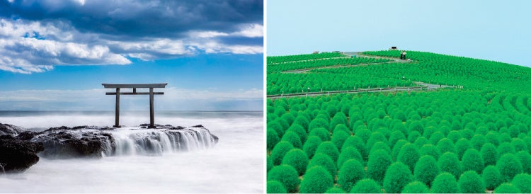 天空の鳥居/国営ひたち海浜公園コキア(いばらきフォトライブラリーより)