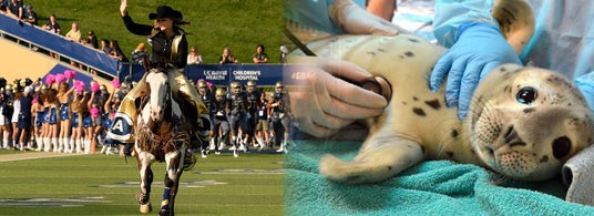 【引率つきグループツアー】グローバルな視点で動物愛護を学ぶ8日間 【引率つきグループツアー】グローバルな視点で動物愛護を学ぶ8日間