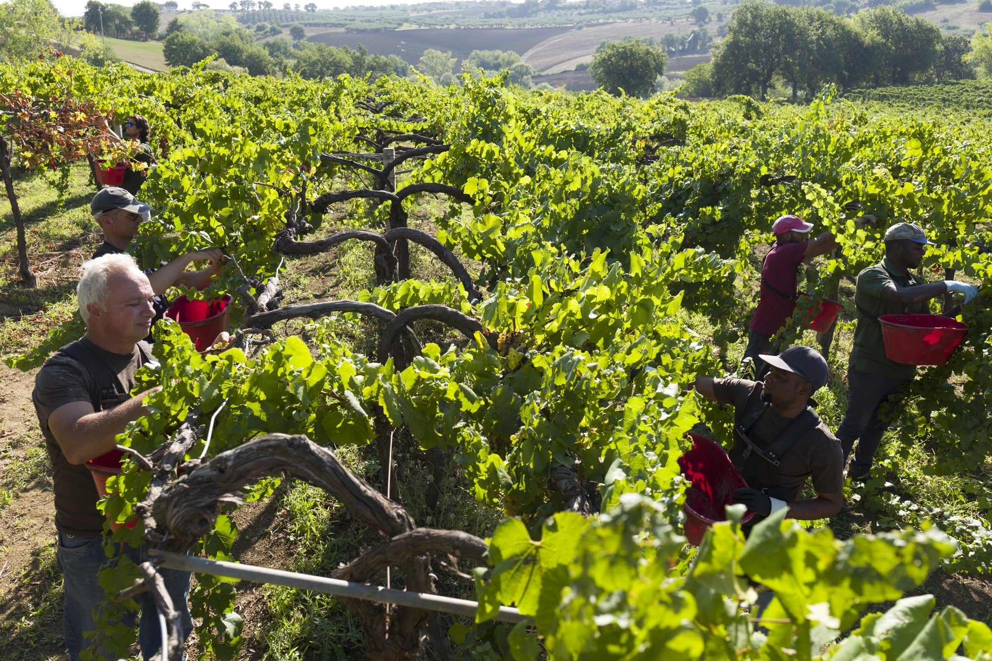 ワイナリー"キューザ グランデ"