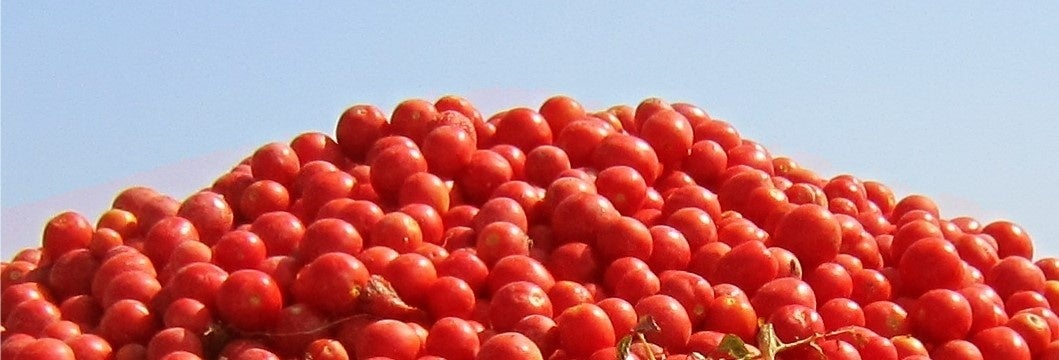 収穫後のトマトイメージ