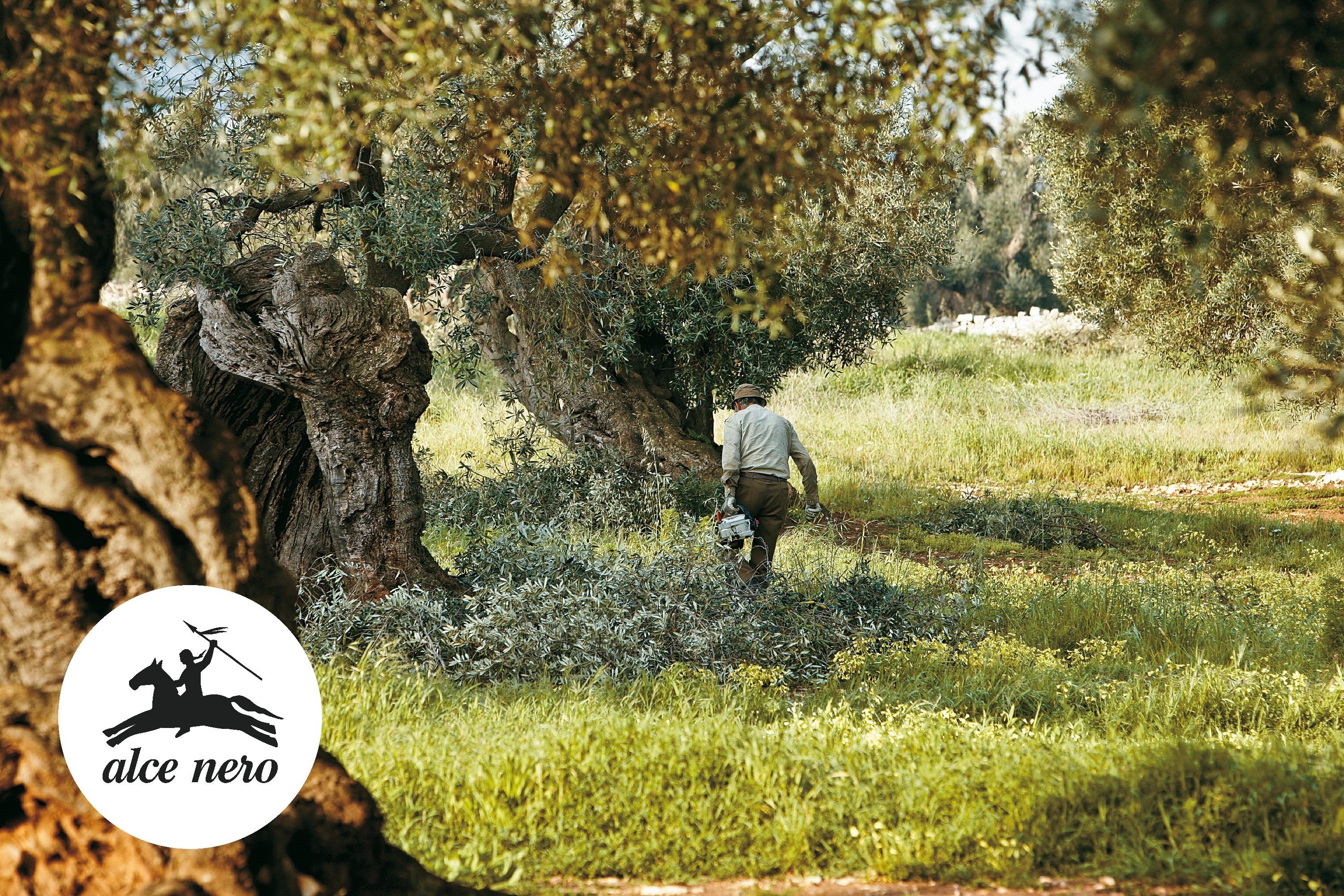 アルチェネロ オリーブ畑