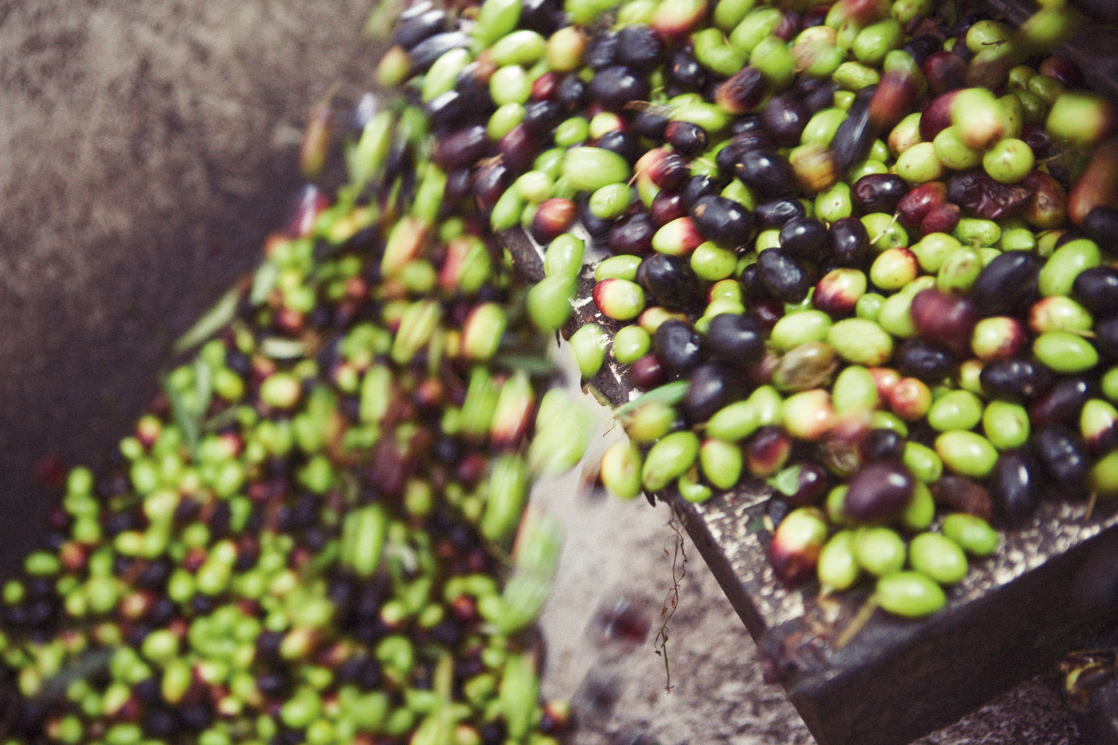 エキストラヴァージンオリーブオイル加工風景