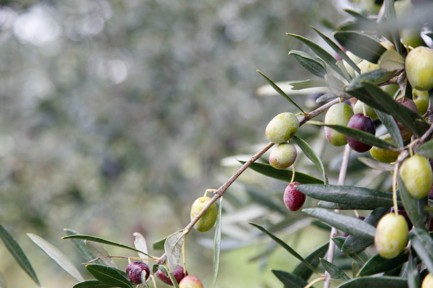 オリーブ畑イメージ