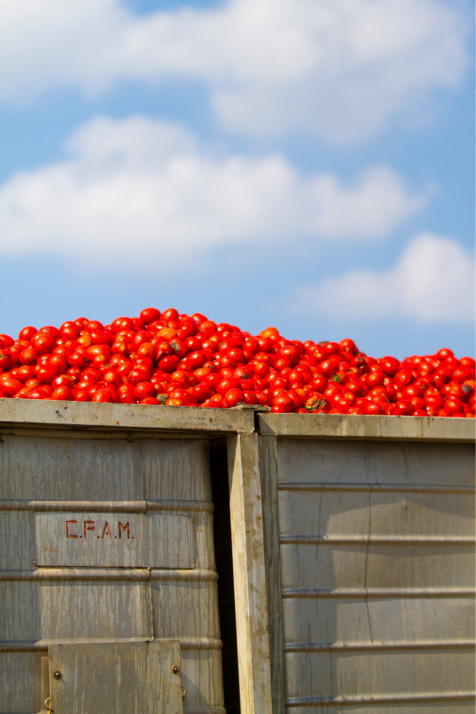 収穫後のトマト イメージ