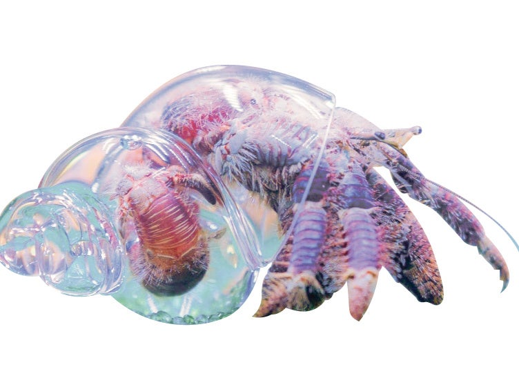 アクアスケスケ（生体展示）