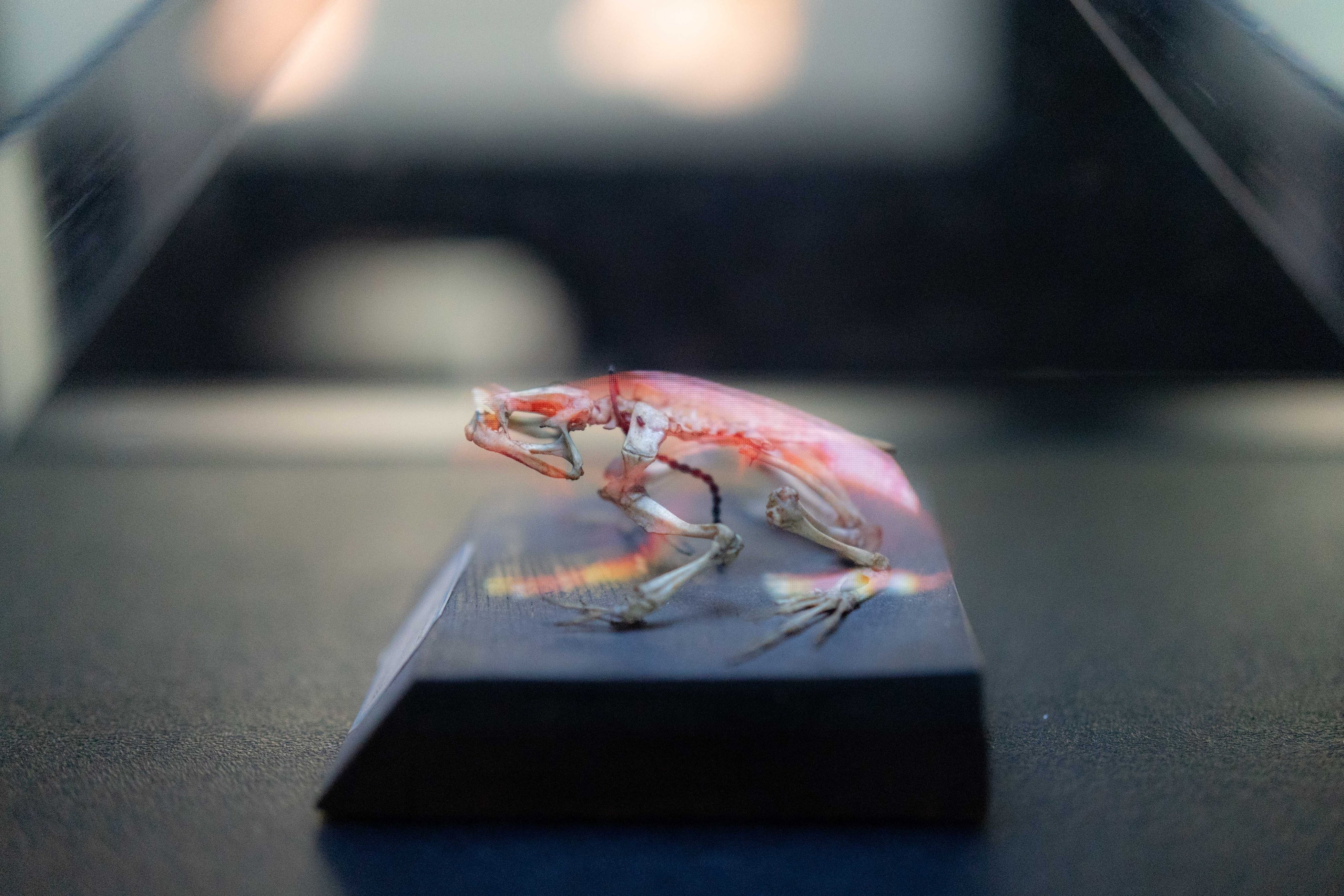 どうぶつスケスケ（疑似ホログラム）