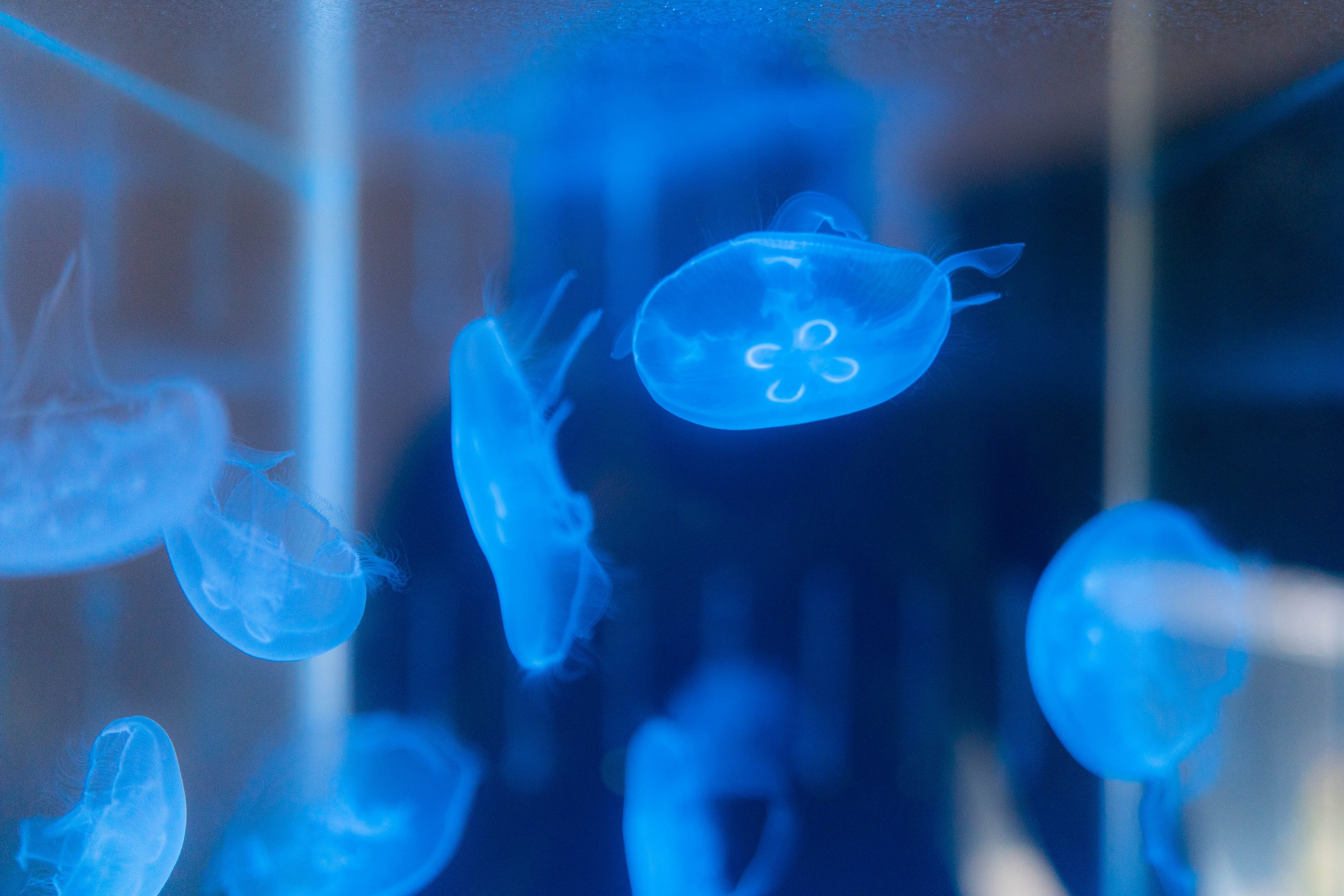 スケスケナイト（イメージ）