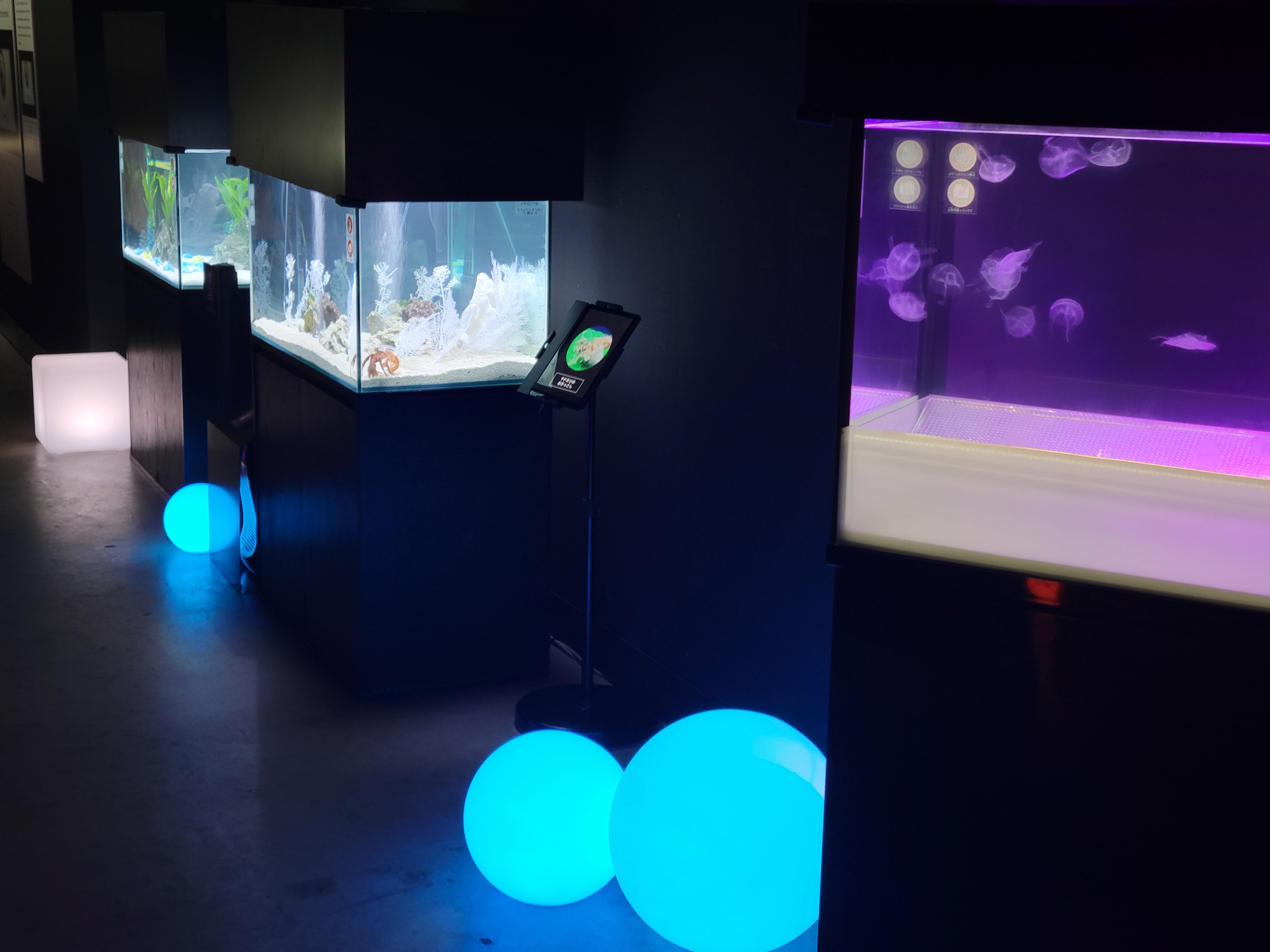 スケスケナイトの様子