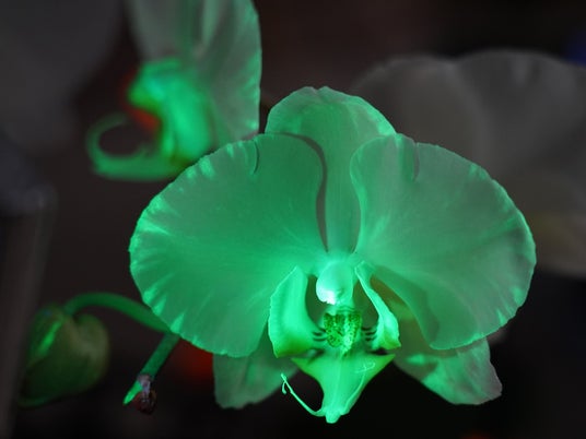 【追加情報】「世界らん展2026‐花と緑の祭典‐」“世界に1株”、大好評「光るコチョウラン」の再展示が決定!世界的パティシエ・辻口博啓さん監修バニラスイーツも楽しめる! 【追加情報】「世界らん展2026‐花と緑の祭典‐」“世界に1株”、大好評「光るコチョウラン」の再展示が決定!世界的パティシエ・辻口博啓さん監修バニラスイーツも楽しめる!