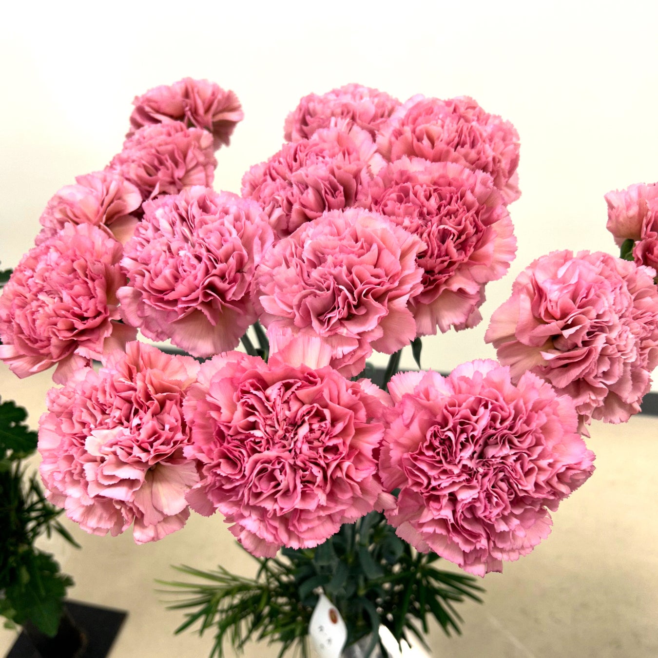 佐賀県産花きの美しさを競う「第56回佐賀県花き園芸共進会」の入賞作品を、SAGA MADOで展示します! 佐賀県産花きの美しさを競う「第56回佐賀県花き園芸共進会」の入賞作品を、SAGA MADOで展示します!