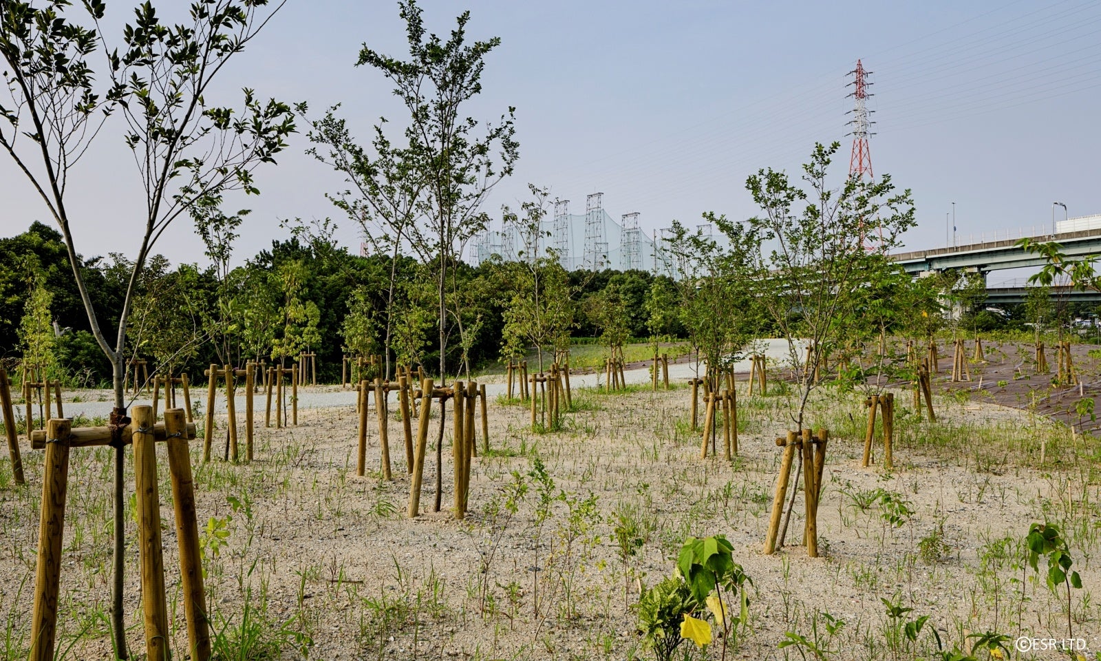 尼崎DCのビオトープ