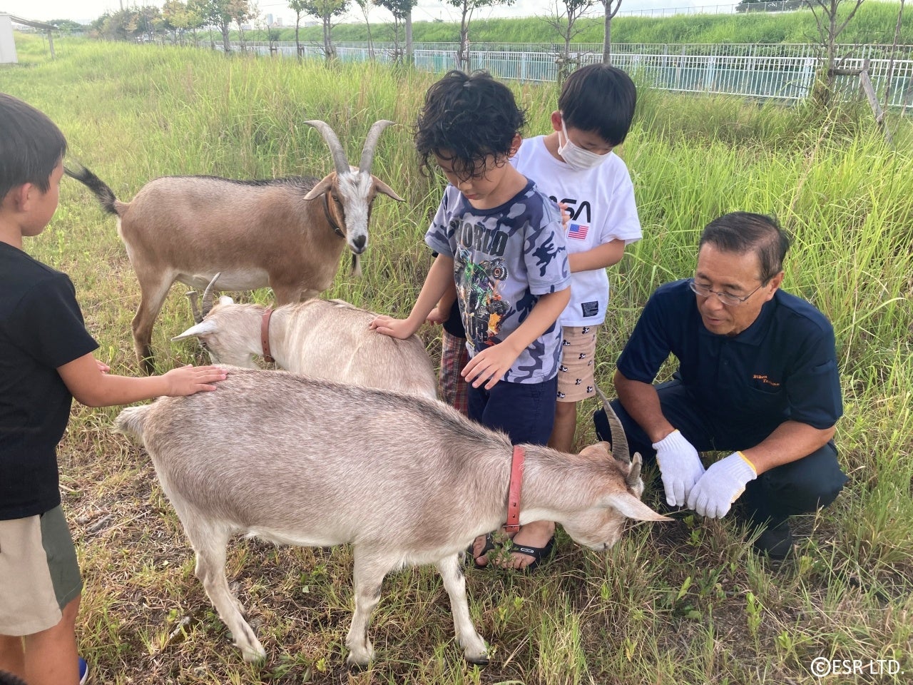 藤井寺DCで除草用に飼っている3頭のヤギとのふれ合いも