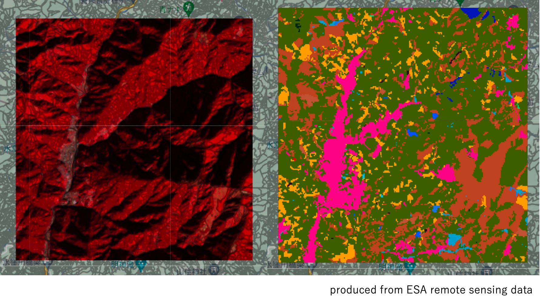 左）入力した衛星画像　右）衛星画像を解析することによって樹種分類した結果