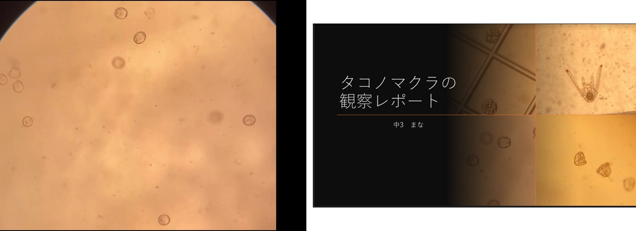 （左）アート部門　グランプリ作品「クルクルダンスパーティー」（右）観察レポート部門　グランプリ作品「タコノマクラの観察レポート」