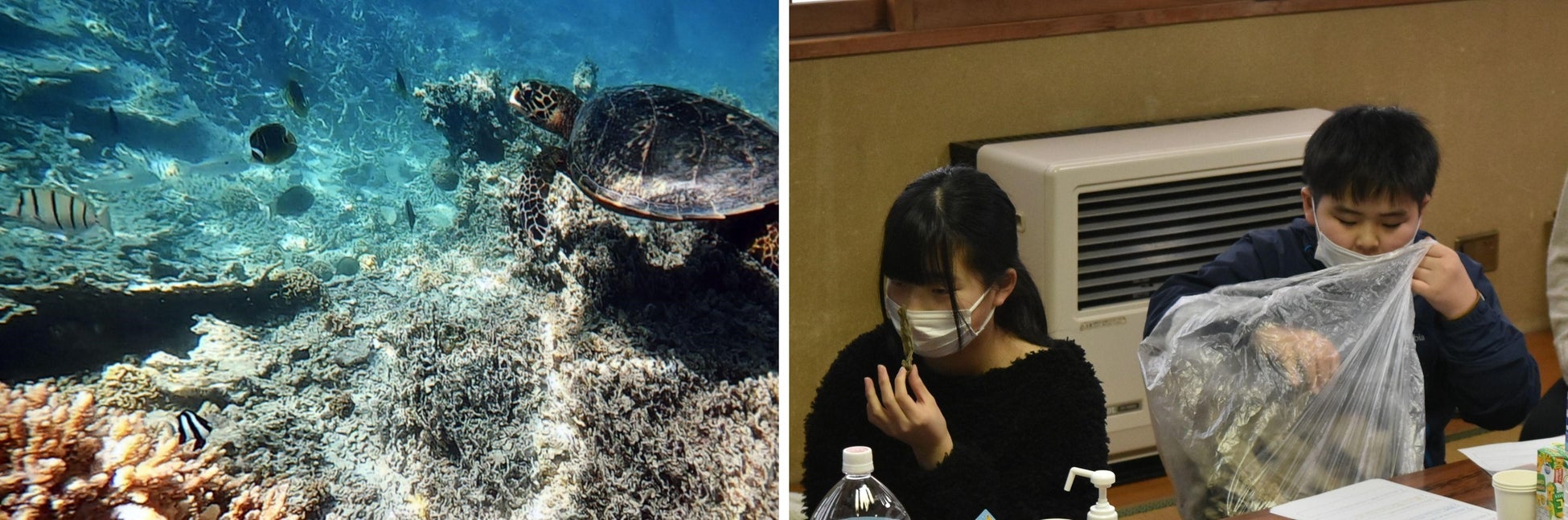 (左)綺麗な南国の海にも問題が(右)江差の昆布に触れてみよう