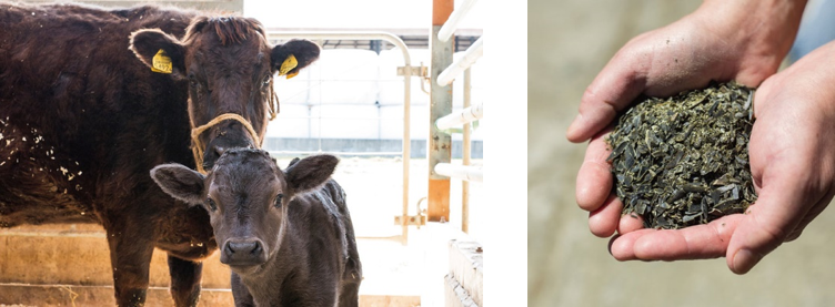 （左）こぶ黒牛　　（右）エサ用の日高産昆（砕いたもの）