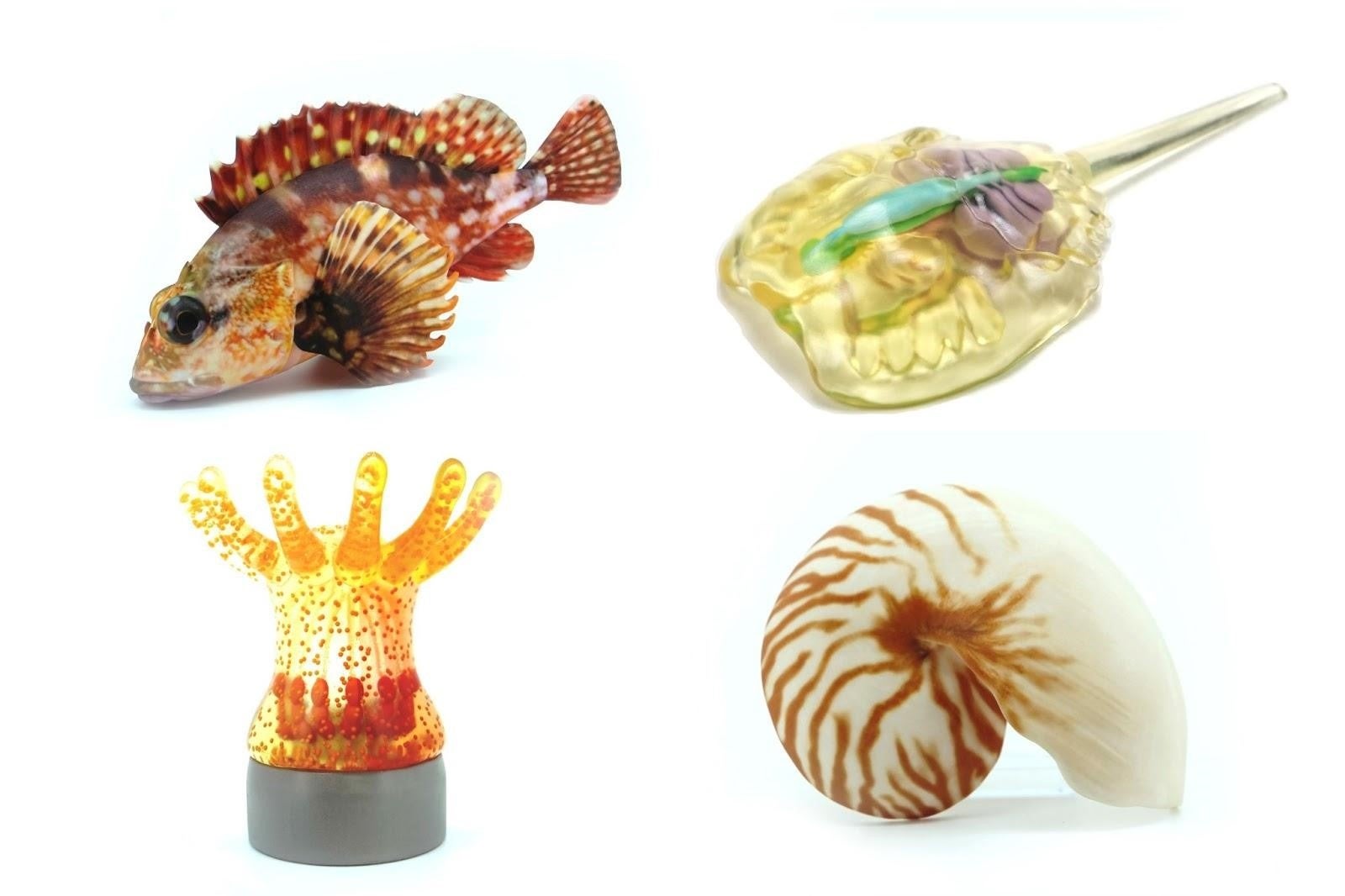 左上から時計回り：カサゴ、カブトガニ、オウムガイ、サンゴ