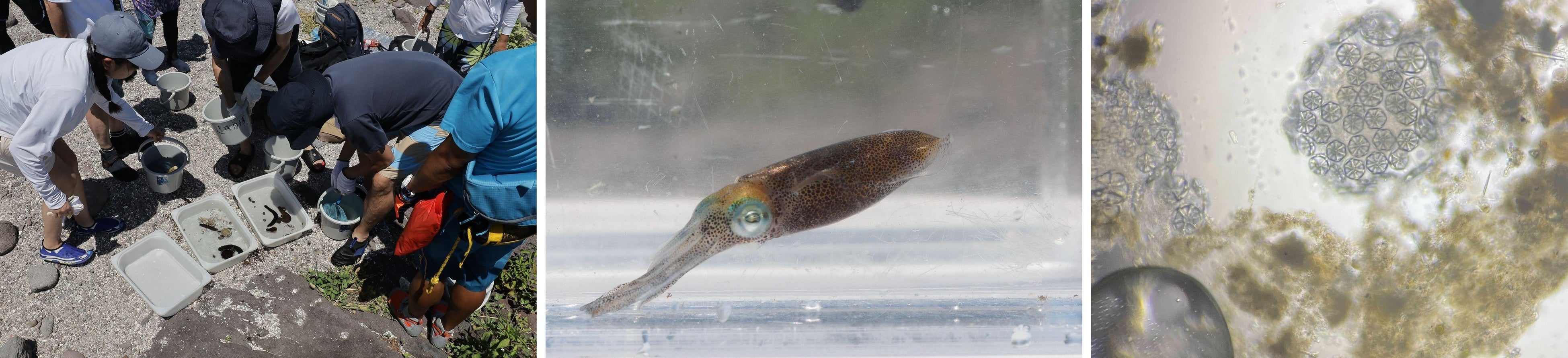 観察した生物とクルマナマコの骨片