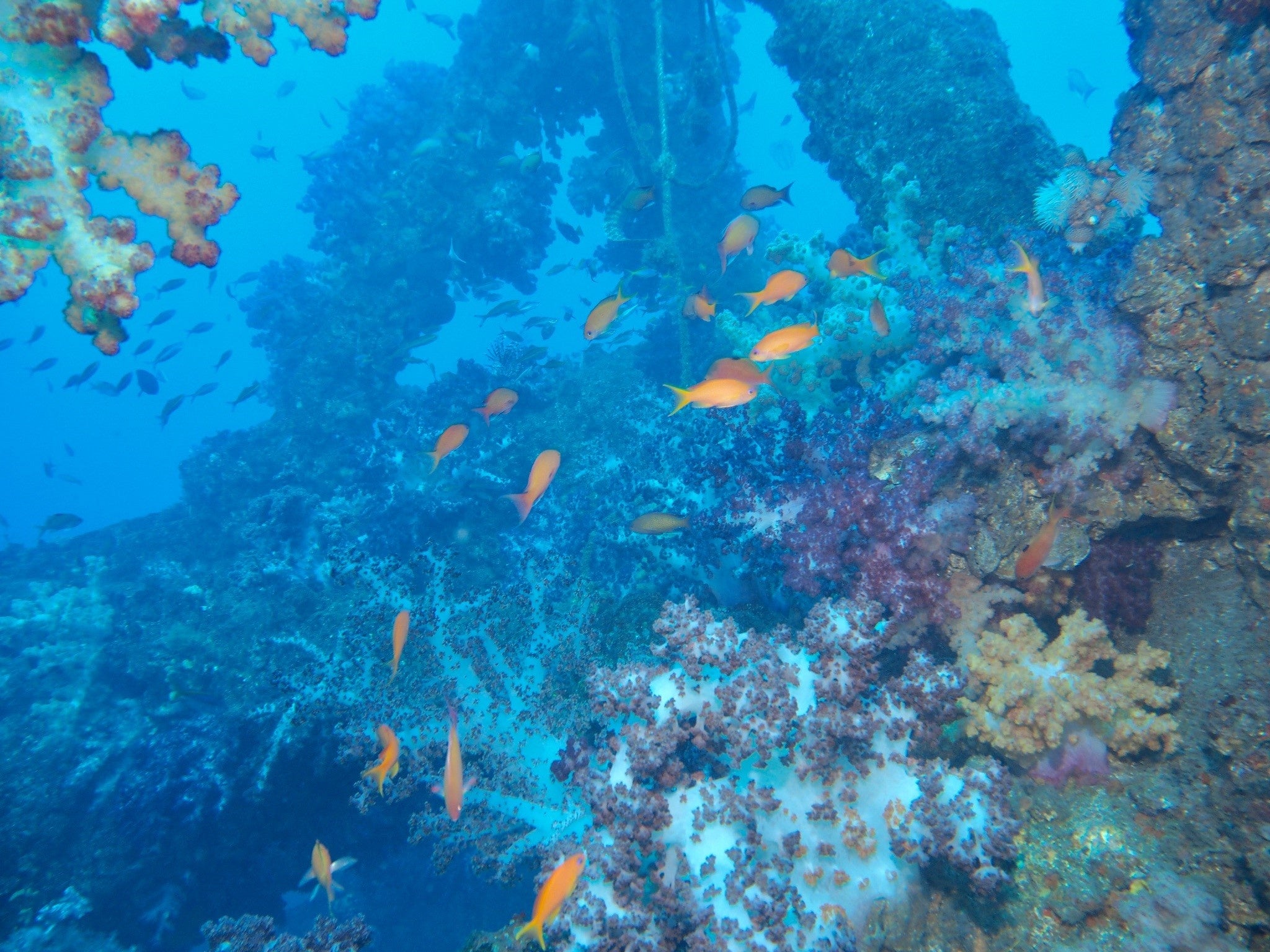 真鶴の海中景観