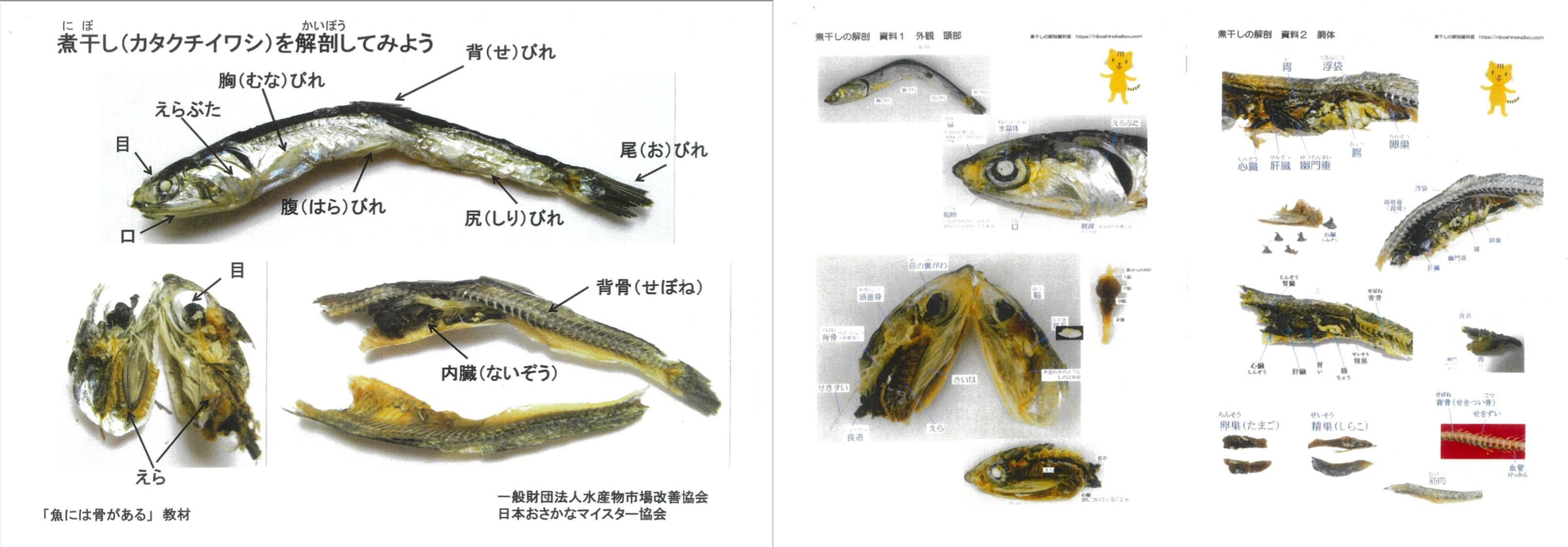 提供 一般社団法人水産物市場改善協会・日本おさかなマイスター協会