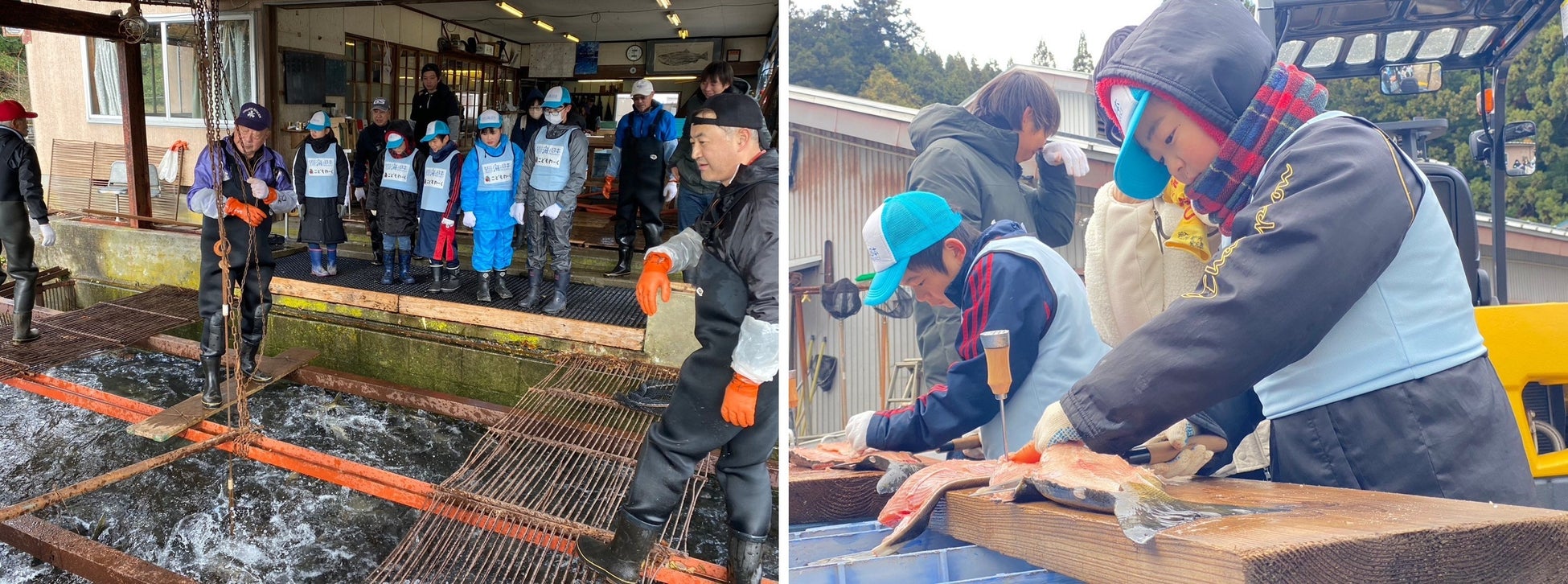 (左)ウライからサケを観察する様子(右)サケの捌き体験