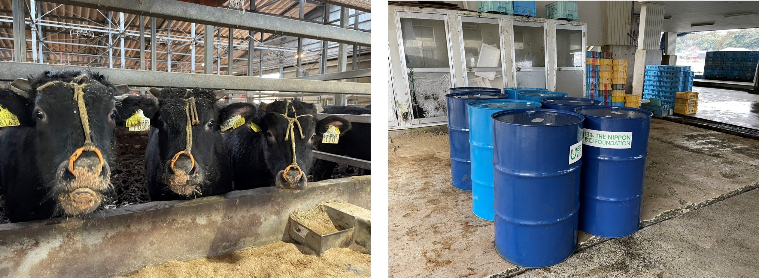 左：能登牧場で飼育されている能登牛　　 右：石川県漁協　能都支所