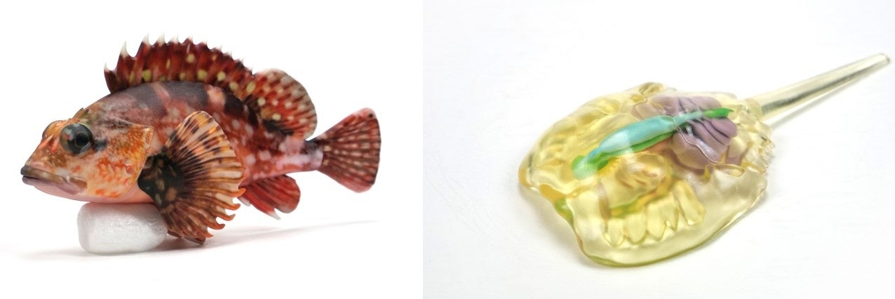 二期生が制作した3Dモデル。良く調べた海洋生物の生態を個性豊かに表現しました