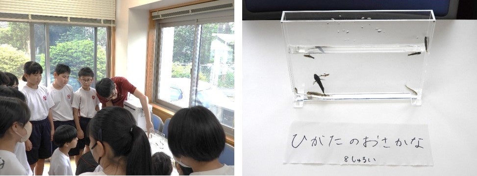 妙見干潟で採取した魚たちを観察する児童