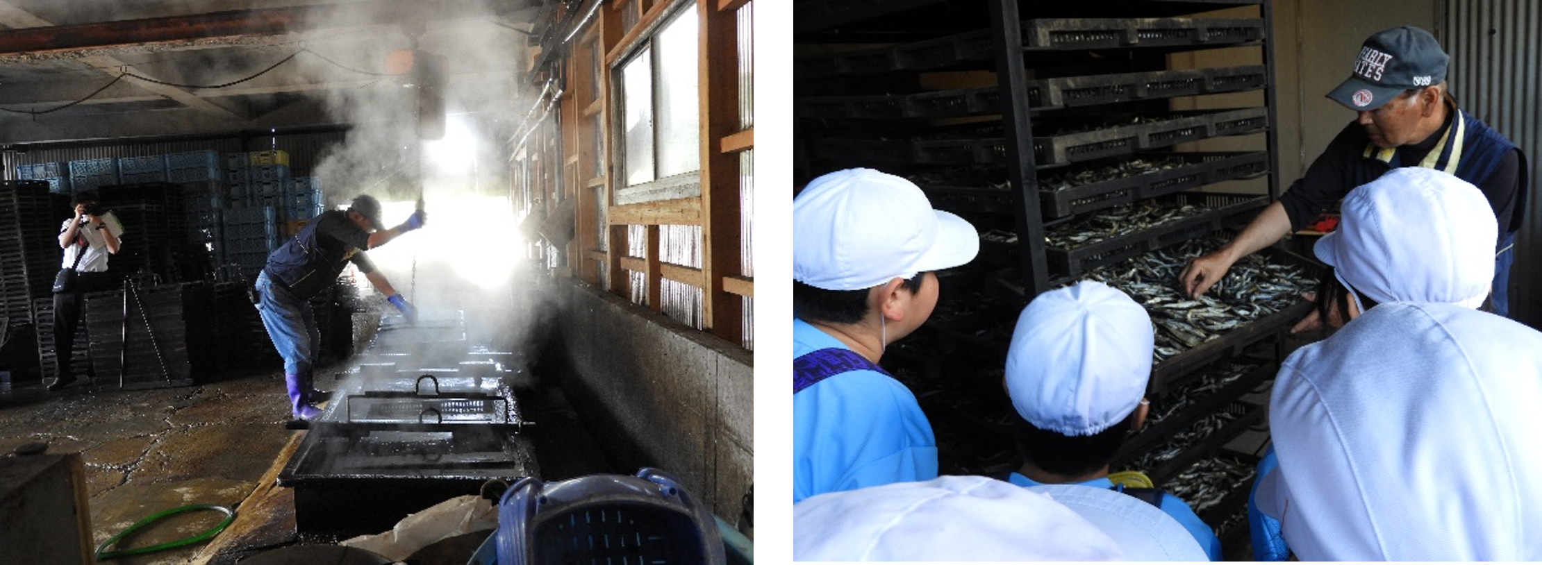 （写真左）窯からイワシを引き上げる様子　　　　　　（写真右）乾燥が終わり燻製窯に入れる前の様子