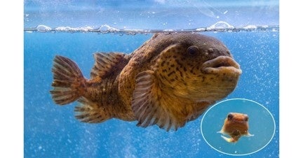 ホテイウオ ゴッコ を親子で展示 函館朝市ミニ水族館 展示リニューアル 海と日本プロジェクト広報事務局のプレスリリース ホテイウオ ゴッコ を親子で展示 函館朝市ミニ水族館 展示リニューアル 海と日本プロジェクト広報事務局のプレスリリース