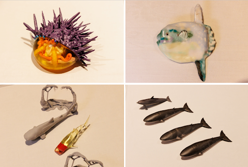 （左上から時計回り：ウニ、マンボウ、ミンククジラ3亜種 バンドウイルカ、ジンベエザメ）