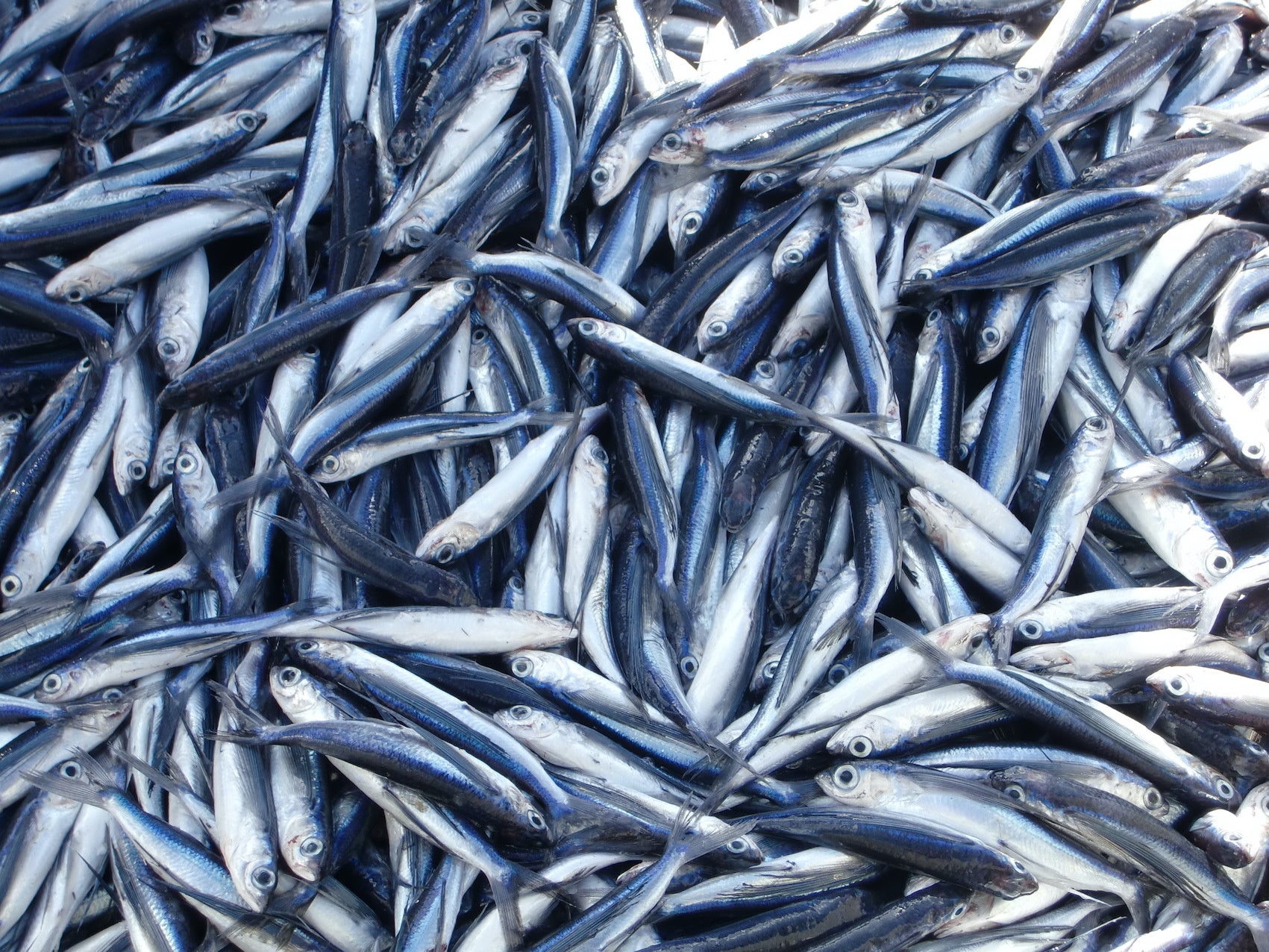 五島産の新鮮なトビウオ。秋に獲れる脂肪分の少ないトビウオが「あごダシ」の原料になります