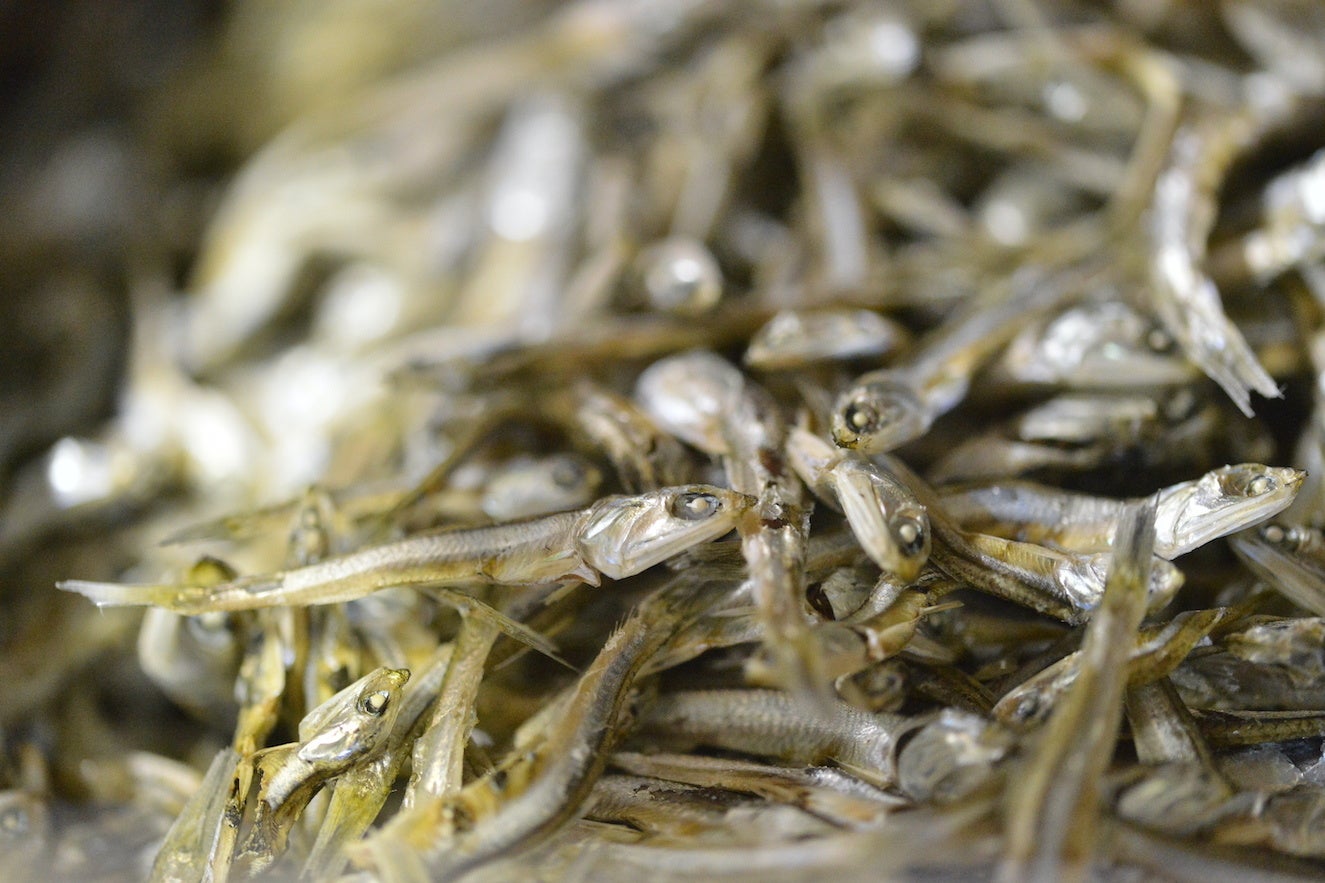 伊吹島産「いりこ」は讃岐うどんにもかかせない食材