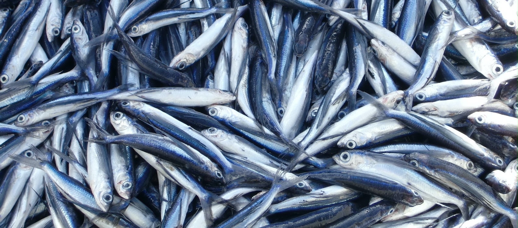 五島産の新鮮なトビウオ。秋に獲れる脂肪分の少ないトビウオが「あごダシ」の原料になります