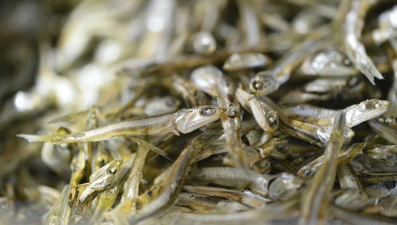 伊吹島産「いりこ」は讃岐うどんにもかかせない食材