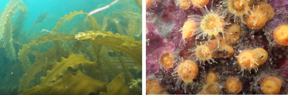 写真左)海中に広がる昆布の森            写真右)北の海にくらすムツサンゴ