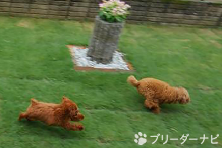 冨田 忠明 ブリーダー