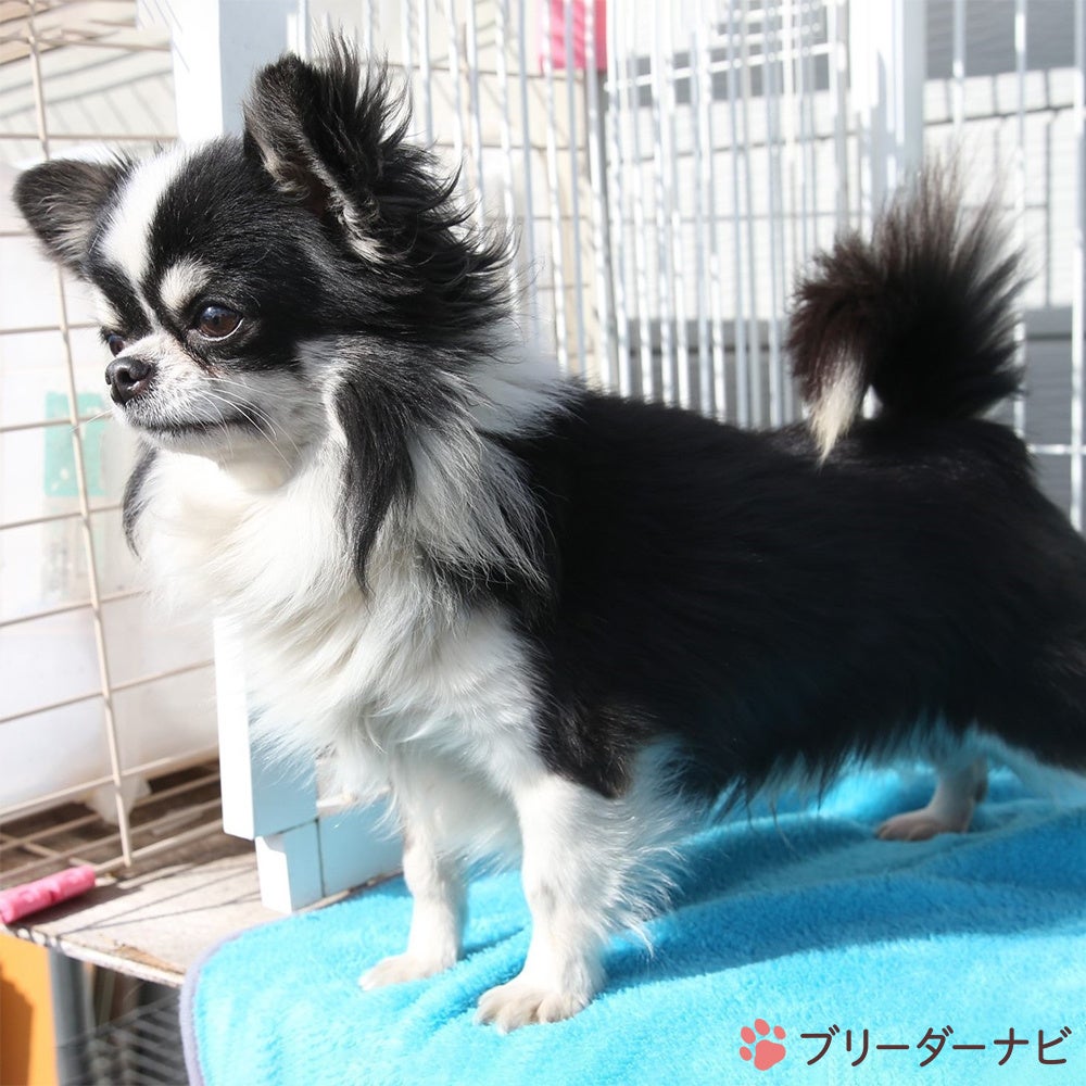 大西 祐介 ブリーダー