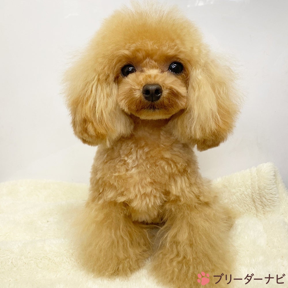 安藤 一生 ブリーダー